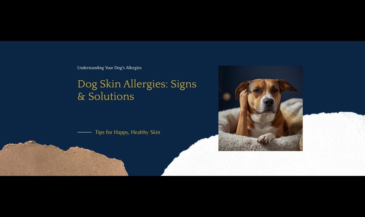 Dog Skin Allergies Signs and Solutions — Dog Scratching Itchy Skin Showing Allergy Symptoms