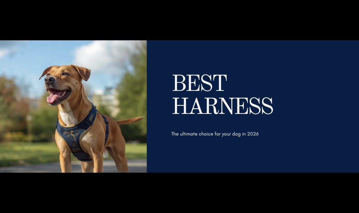 Best No-Pull Dog Harness 2026 β Dog Wearing Well-Fitted Harness Walking Comfortably Outdoors