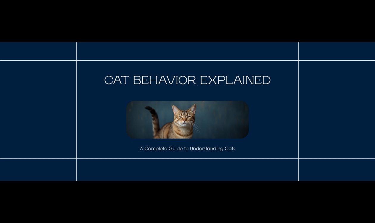 Cat Behavior Explained Complete Guide — Expressive Cat Displaying Natural Feline Body Language Signals