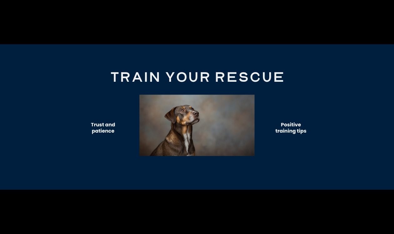 How to Train a Rescue Dog: The 3-3-3 Rule, Decompression and Full Protocol