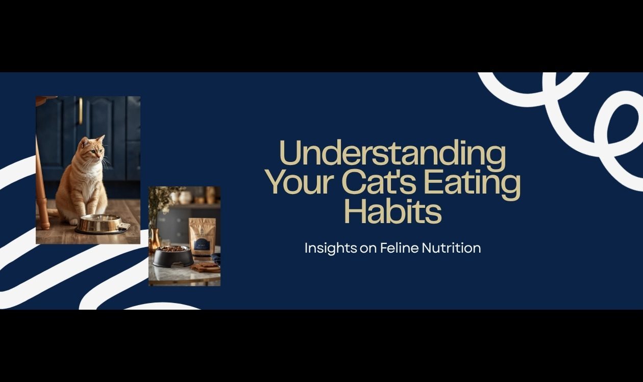 Why Is My Cat Not Eating β Cat Refusing Food Bowl with Concerned Look Indoors