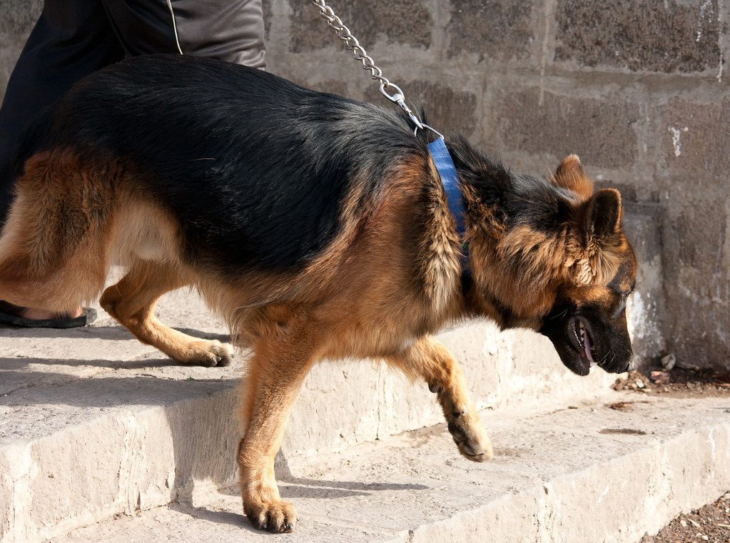 How to Stop a Dog Pulling on Leash โ Dog Walking Calmly with Owner on Leash Outdoors