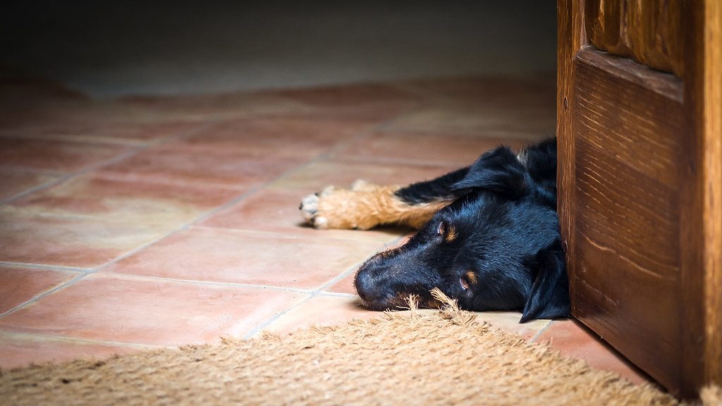 Dog Separation Anxiety — Calm Well-Adjusted Dog Relaxing Comfortably at Home