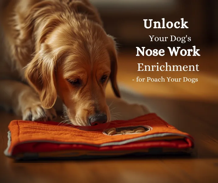 best interactive dog toys — dog focused on snuffle mat enrichment activity